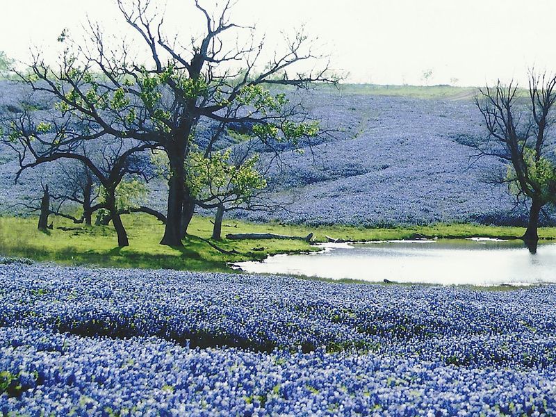 The Official Bluebonnet City of Texas