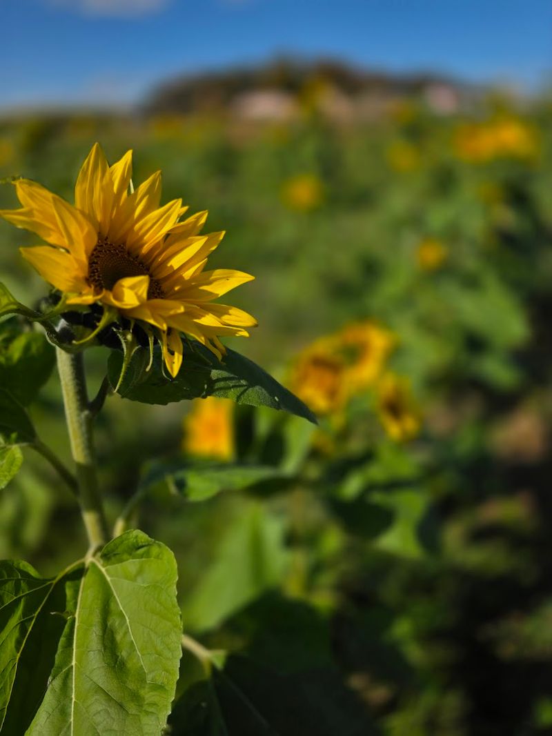 Sunflower Picking That Turns Any Afternoon Golden