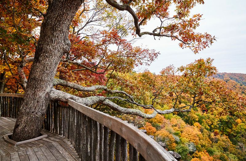 Wildlife Encounters and the Natural Beauty of the Blue Ridge