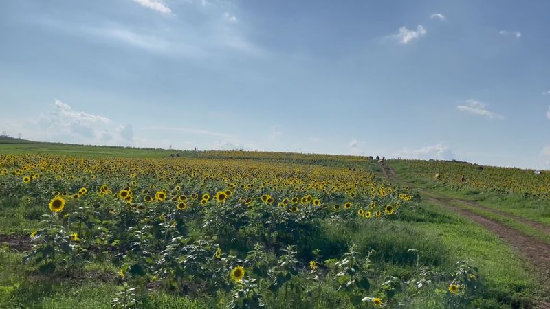 Family-Friendly Fun Beyond the Flowers