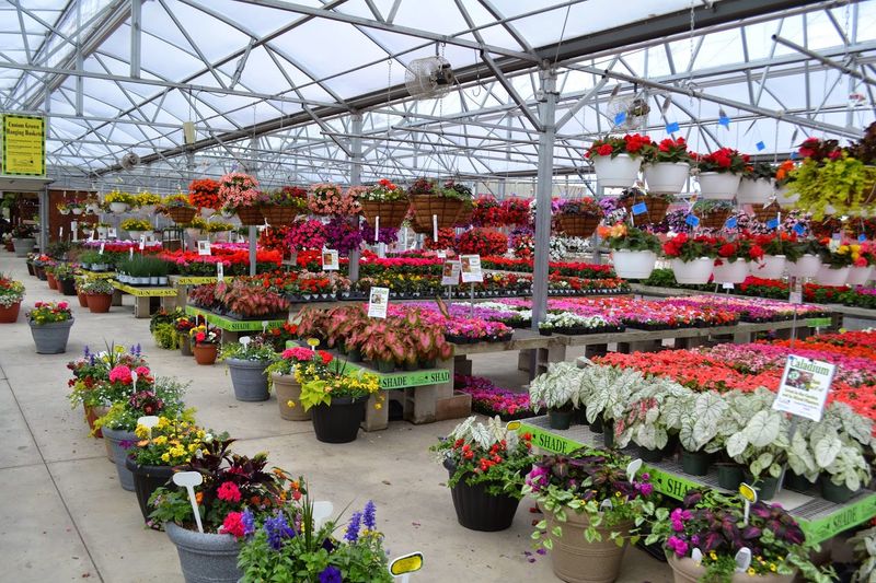 Greenhouse Shopping That Feels Like A Full Reset For Your Brain