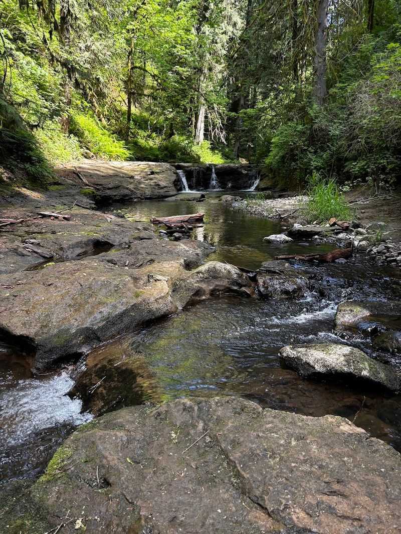 Bringing Your Dog Along for the Adventure