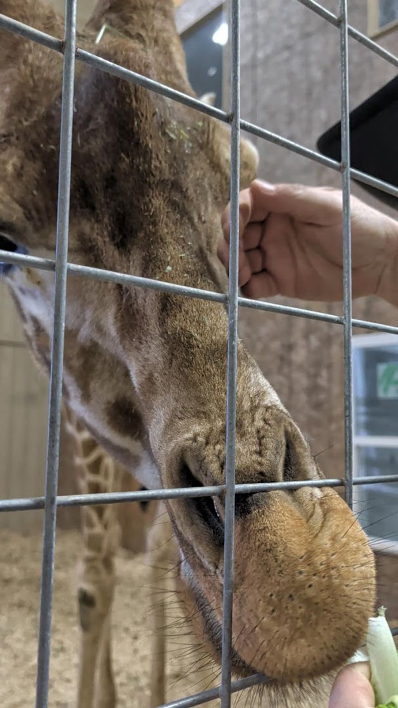 Hand-Feeding the Giraffes