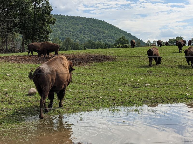 Why Even A Bison Sighting Can Slow Everything Down
