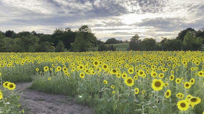 Sunflower Sunsets, The Golden Hour Magic