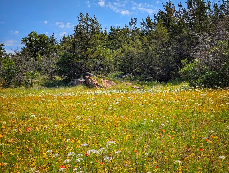 Wildflowers Covering the Mountain in Unexpected Color