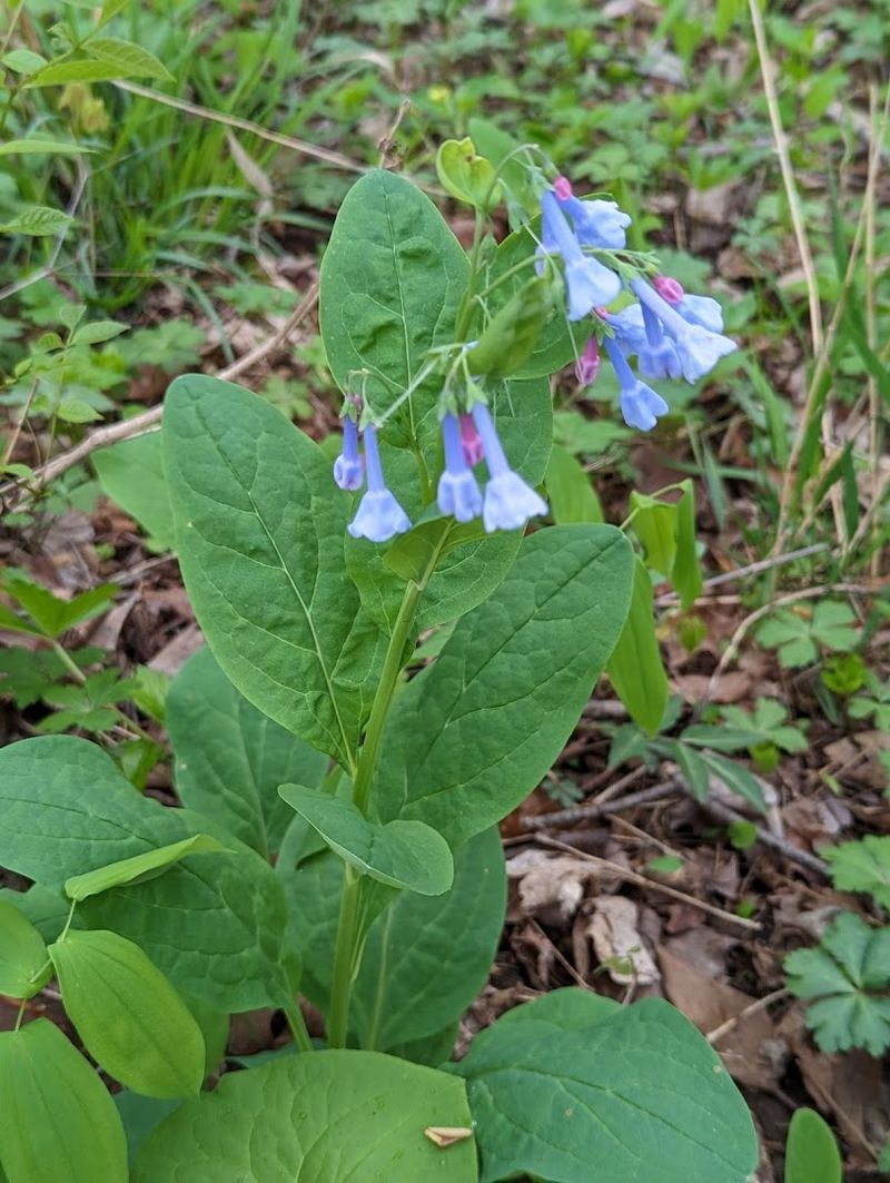 Wildflowers That Paint the Forest Floor Each Spring