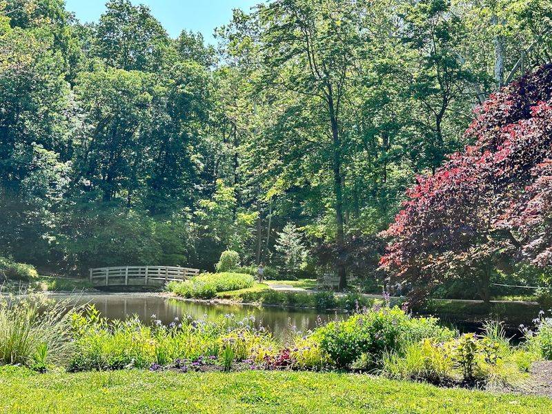 The Bog Garden: A Surprisingly Fascinating Micro-Ecosystem