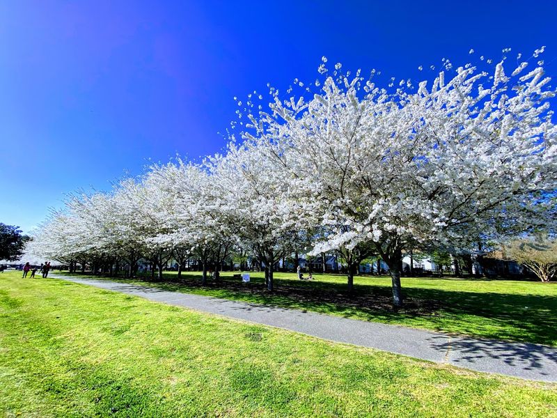 Cherry Blossoms That Turn the Whole Garden Into a Pink Dreamscape