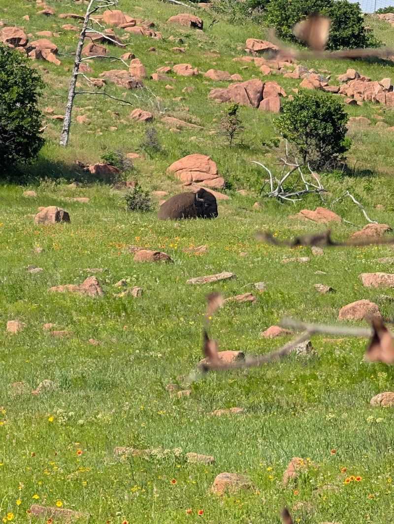 Wildlife Encounters That Happen Without Warning