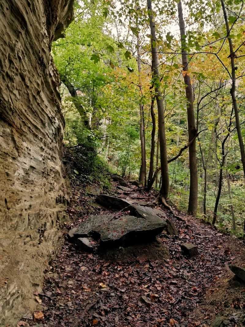 Standing Above the Tree Canopy Gives You a Perspective Indiana Rarely Offers