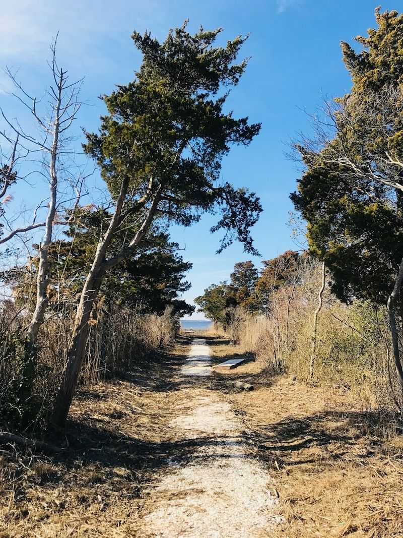 A Maritime Forest That Smells Like the Sea Forgot Something