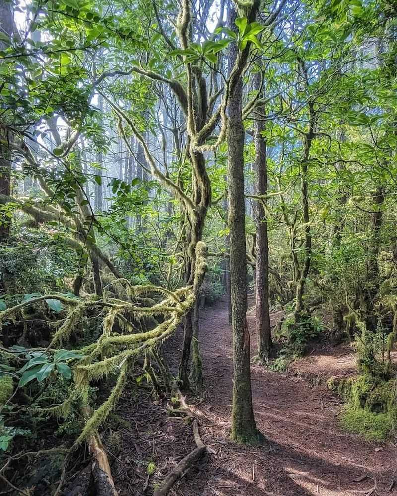 The Tunnel of Trees: A Living Green Canopy