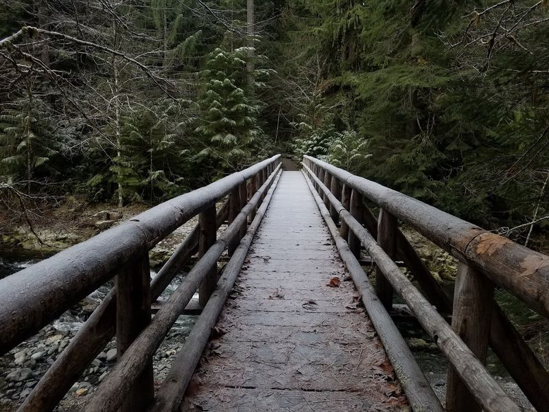 The Old-Growth Forest Along the Path