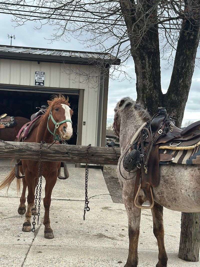 Well-Trained Horses That Make Every Rider Feel Confident