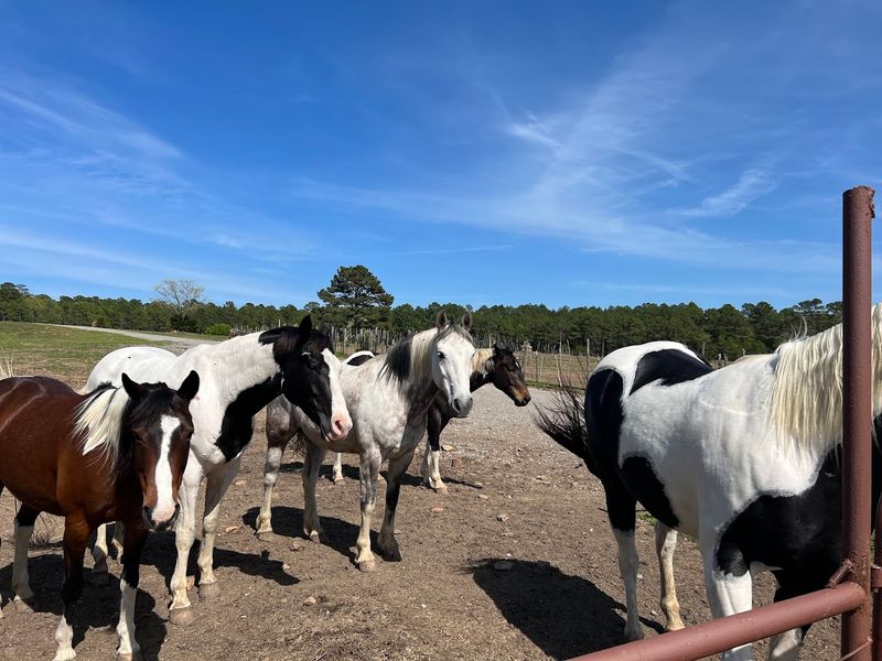 Horses With Personality and Proper Care