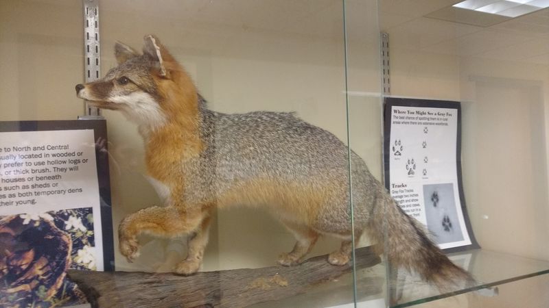 Mammals, Foxes, and the Occasional Coyote Roaming the Grounds