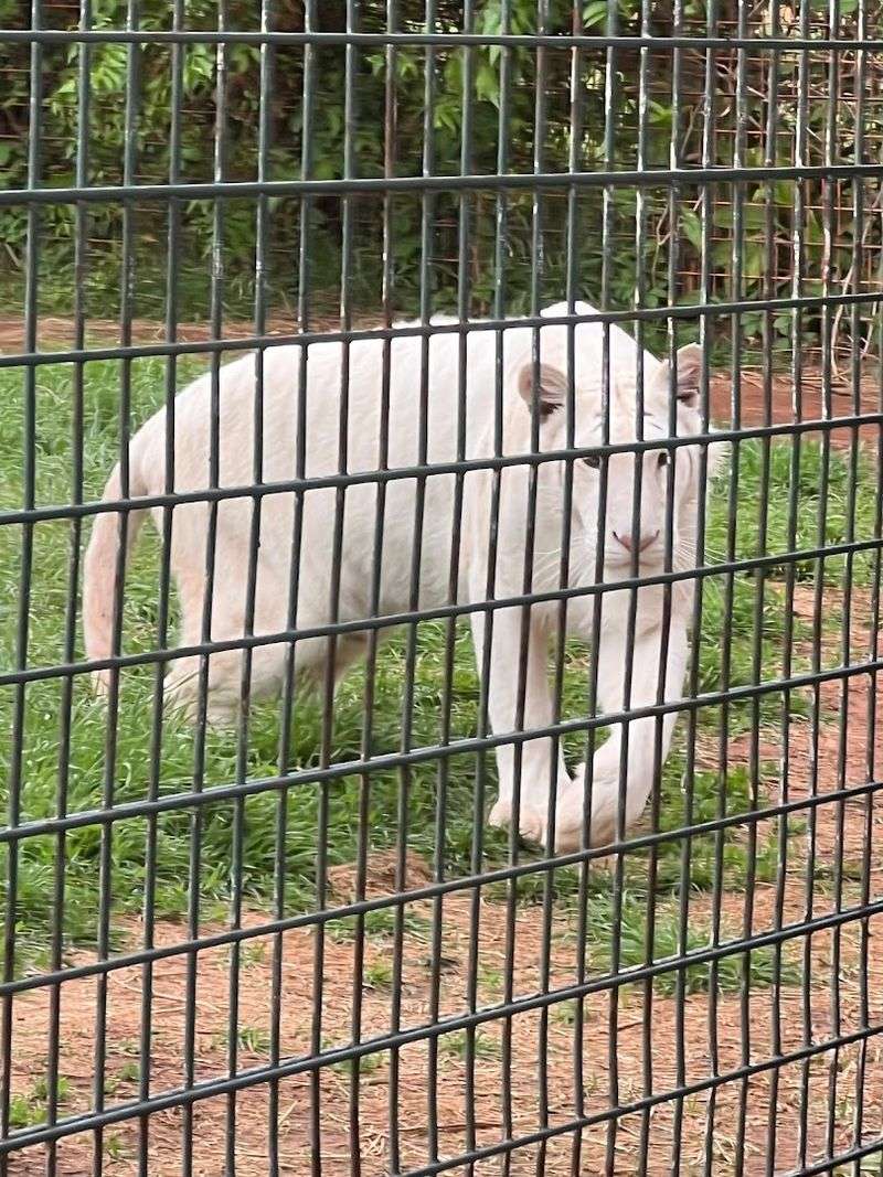 Lions, Bears, and Hyenas Living Next Door