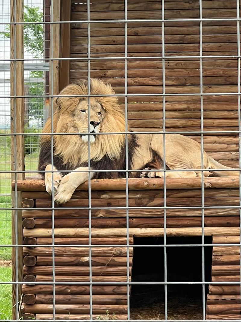 Waking Up to a Lion's Roar at Sunrise