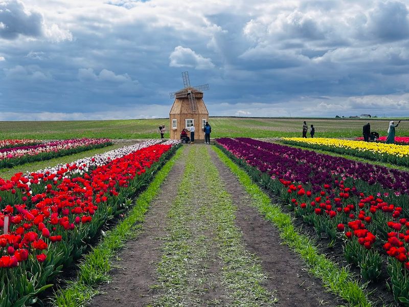 Tulip Fields First, And The “Wow” Hits Immediately