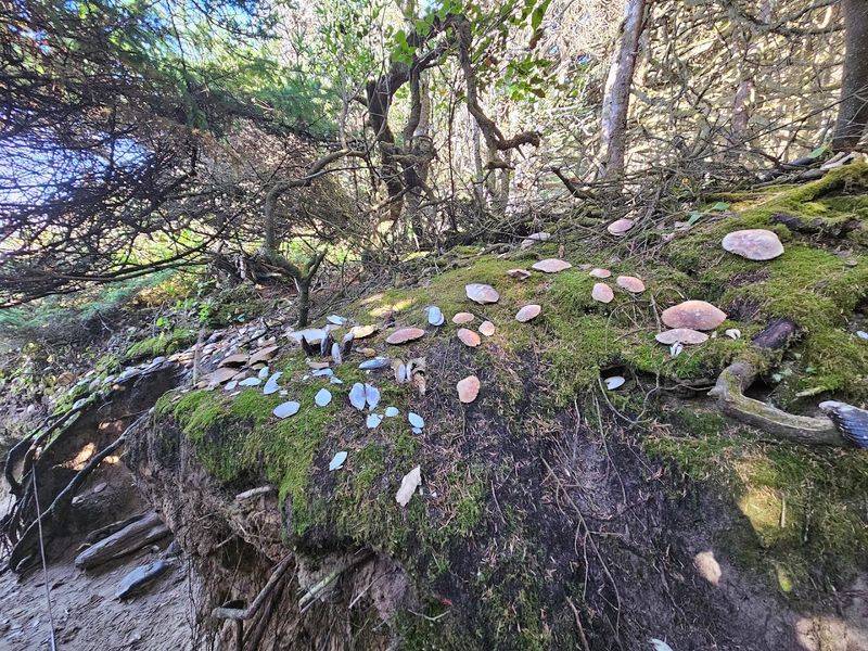 The Hobbit Holes: Hidden Surprises Along the Path