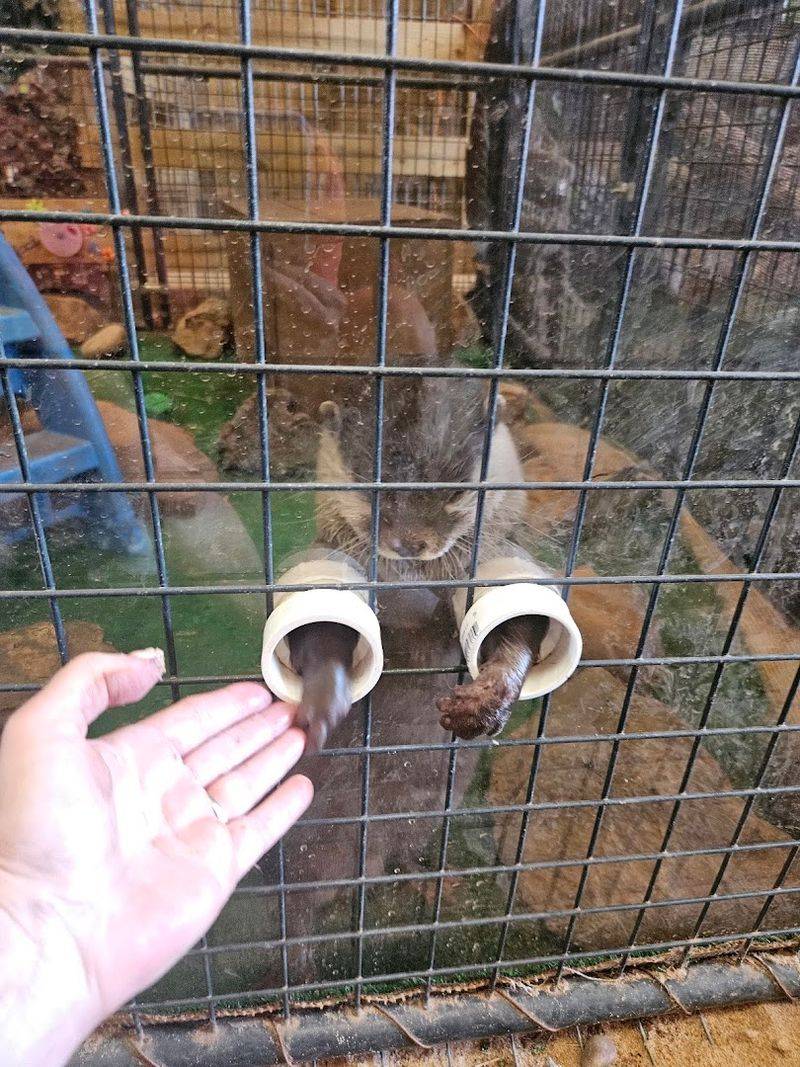 Otters, Bats, and Other Surprising Residents