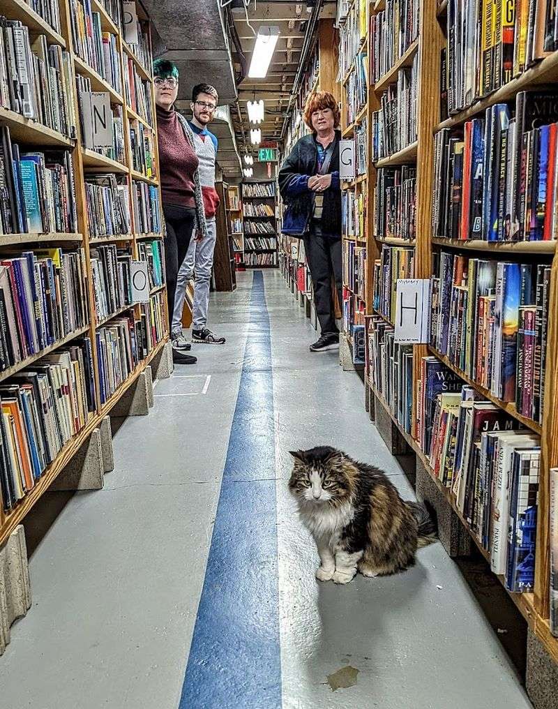 The Resident Cats Who Make Every Visit Better