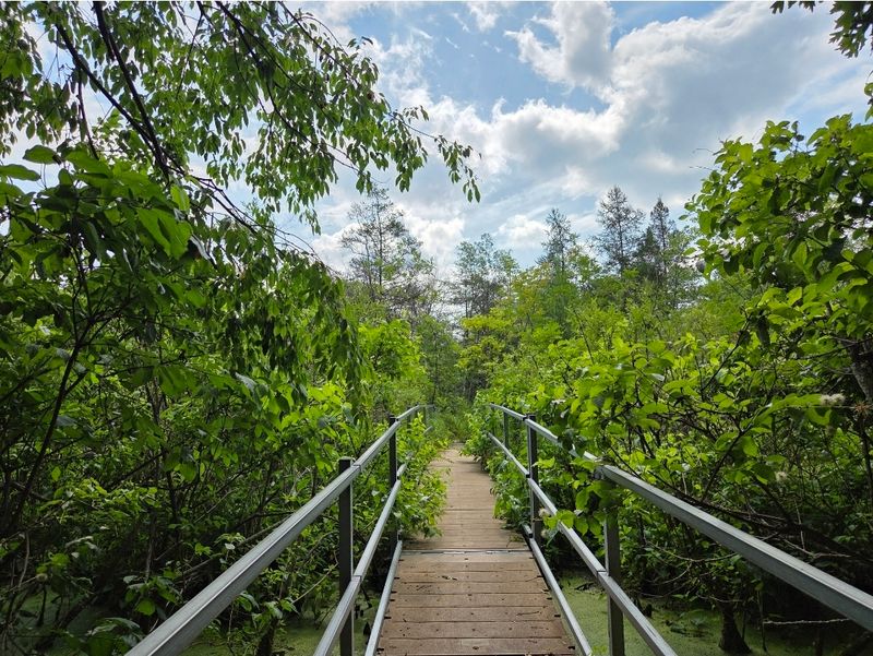 A Living Piece of Ice Age History in Your Own Backyard