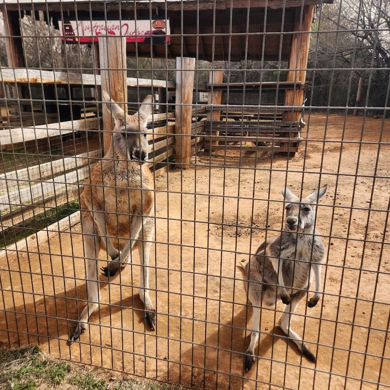 Lemurs, Kangaroos, and Animals You Didn't Expect