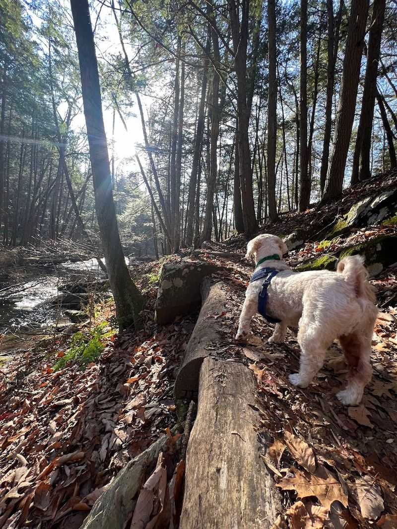 The Yellow-Blazed Trail: A Short Path Packed With Big Surprises