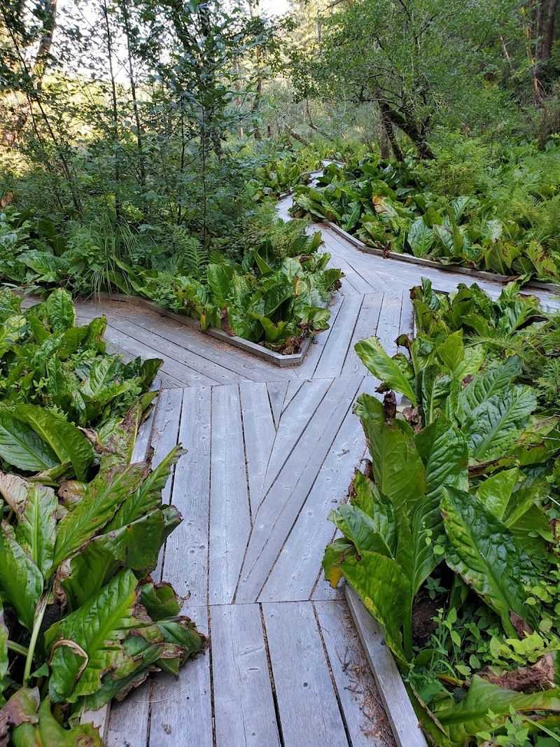 Trails That Change With Every Step