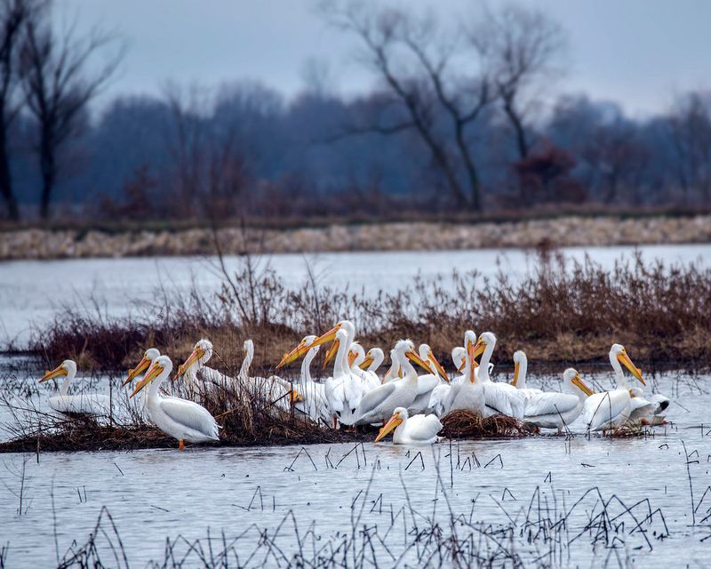 Sandhill and Whooping Crane Spectacle During Fall Migration