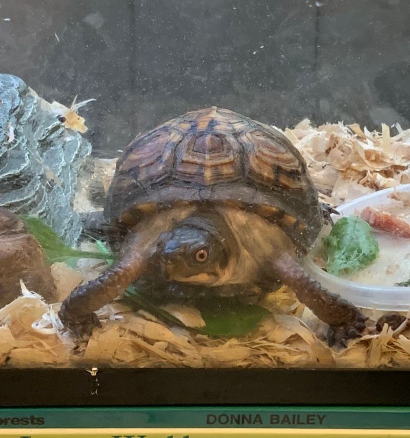 Live Animals That Make Every Visit Memorable