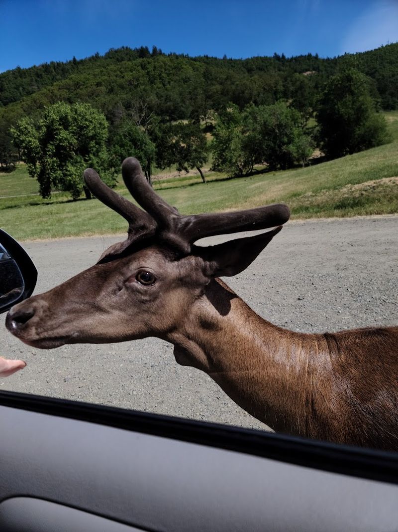 Feeding the Emus and Deer From Your Car