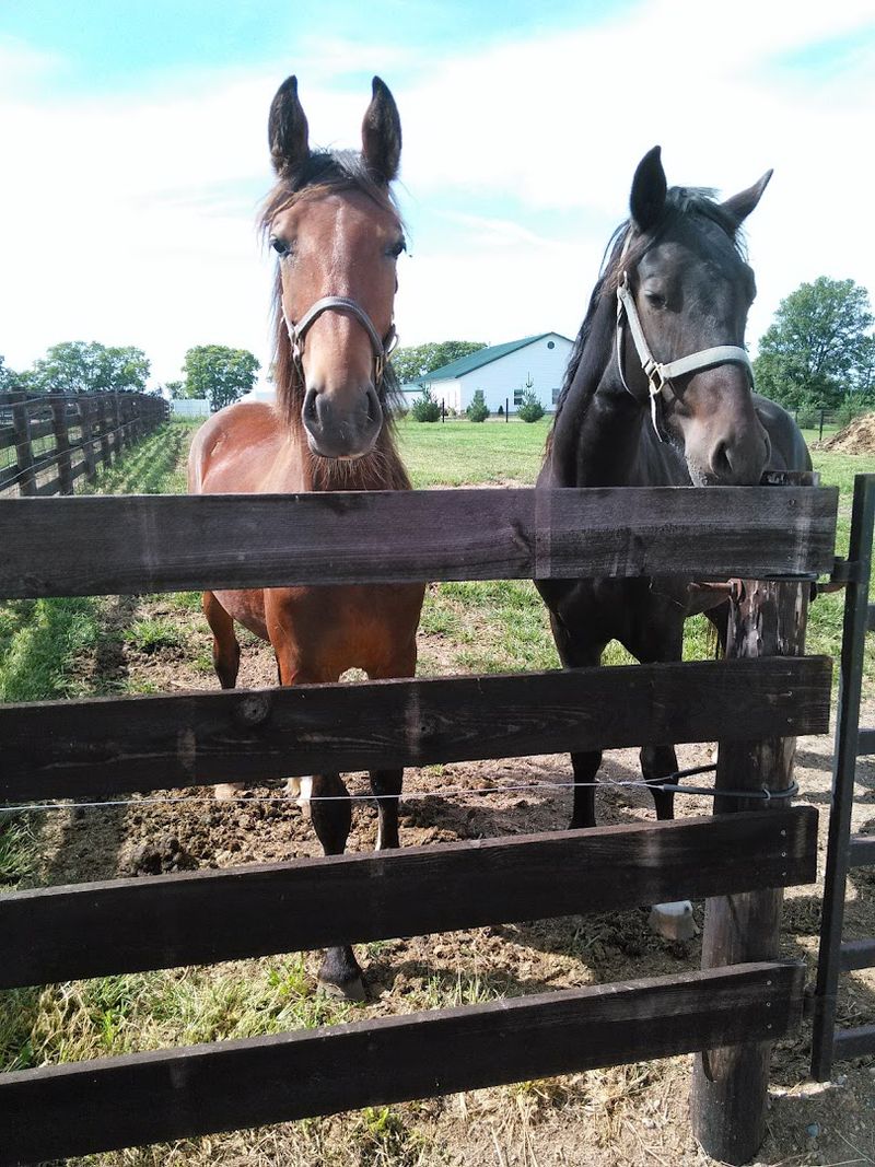 The Breathtaking Farm Setting and Animal Pastures