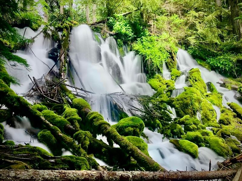 A Moss Lover's Dream Scene