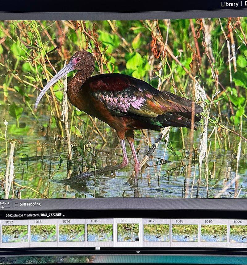 Migrating Waterfowl Put On a Show Worth Every Early Morning
