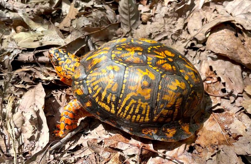 Wildlife Watching at Every Turn