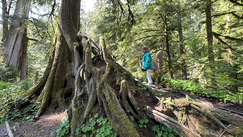 The Trail Itself: A Forest Walk Like No Other