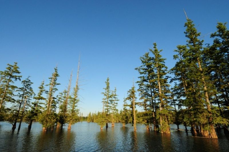 The Flooded Cypress Swamp Feels Like Another World