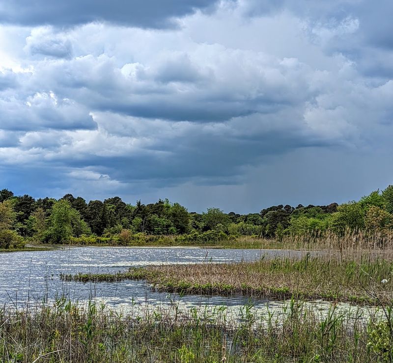 The Wildlife Drive: An 8-Mile Loop You Will Never Forget