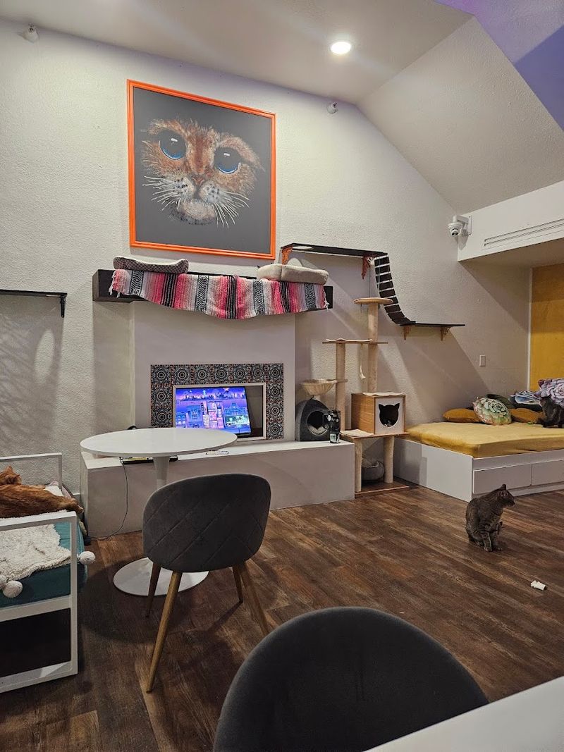 Cat Lounge Setup That Feels More Like A Hangout Than A Café