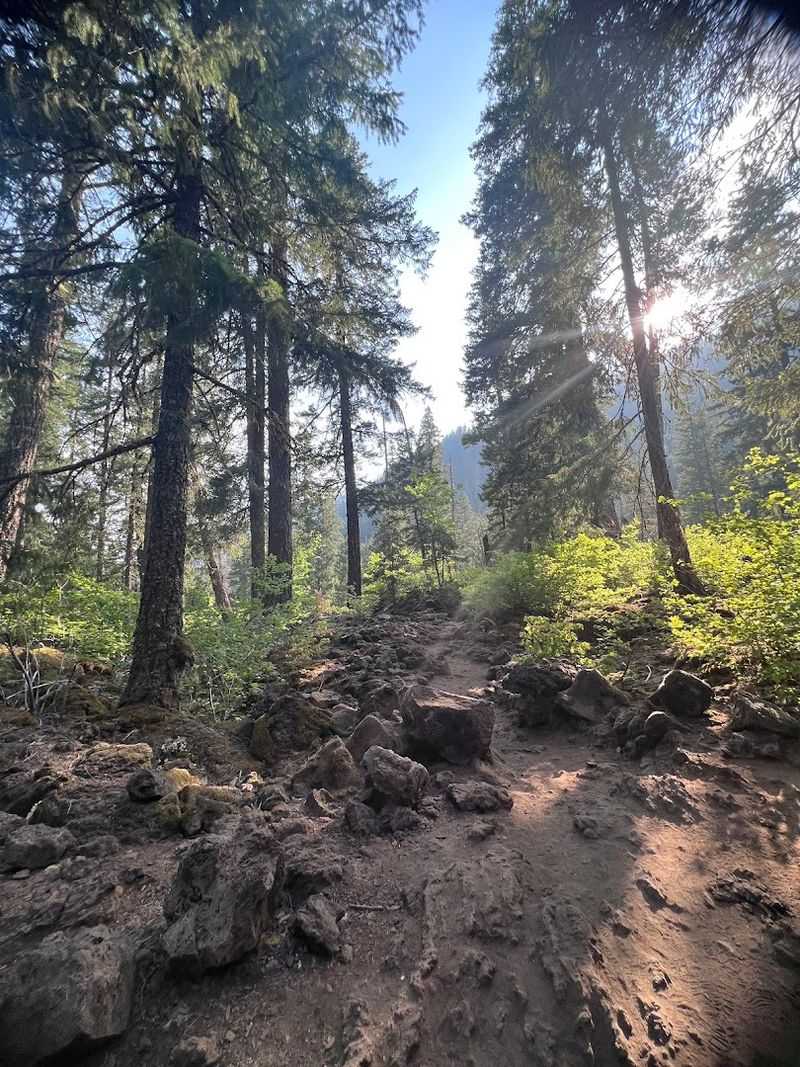 The Trail Itself: A Walk Through Living Forest