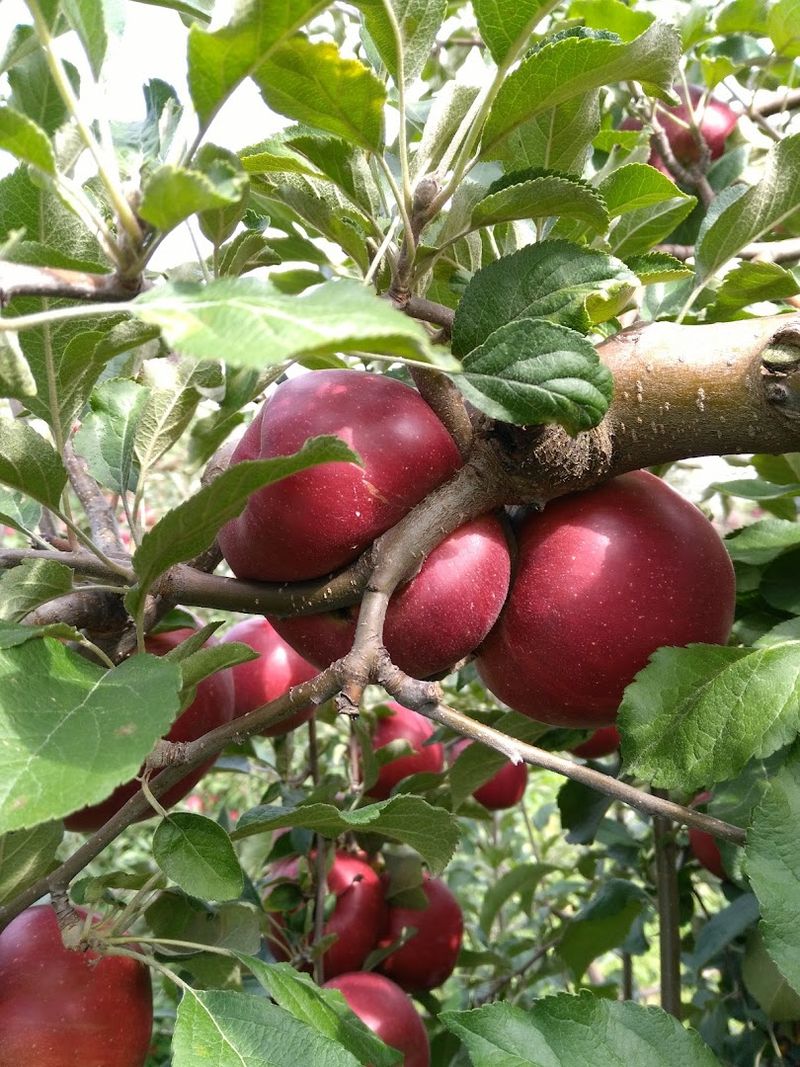 A Jaw-Dropping Apple Variety That Keeps You Coming Back