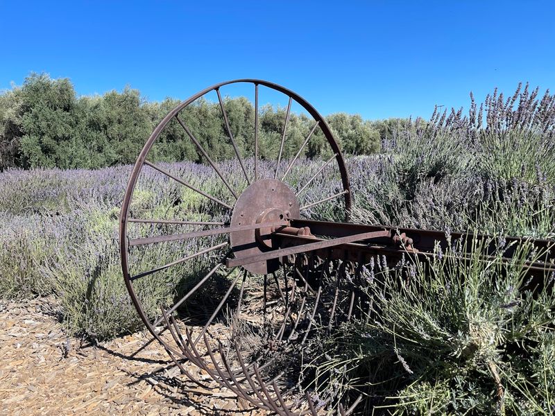 The Lavender Fields Start Doing The Convincing Fast
