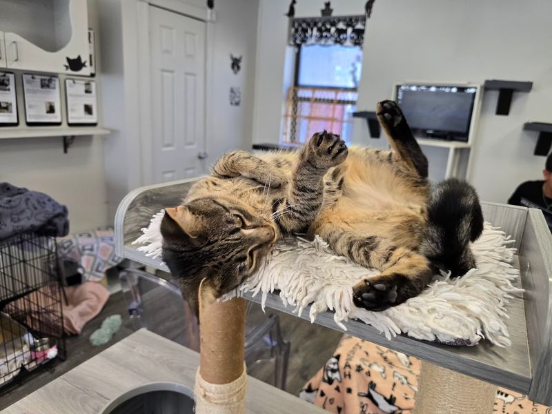 What Rahway Kitty Hall Actually Is (And Why It Is Not Your Average Cafe)