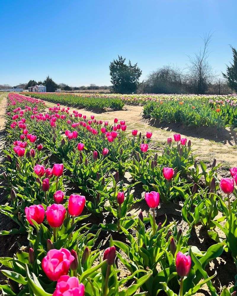 A Dutch Dream Planted Deep in Texas Soil
