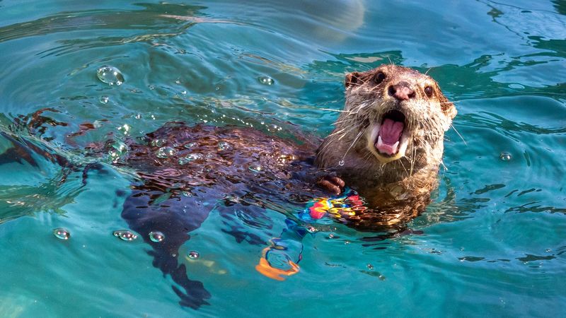 Otters Make A Strong First Impression Here