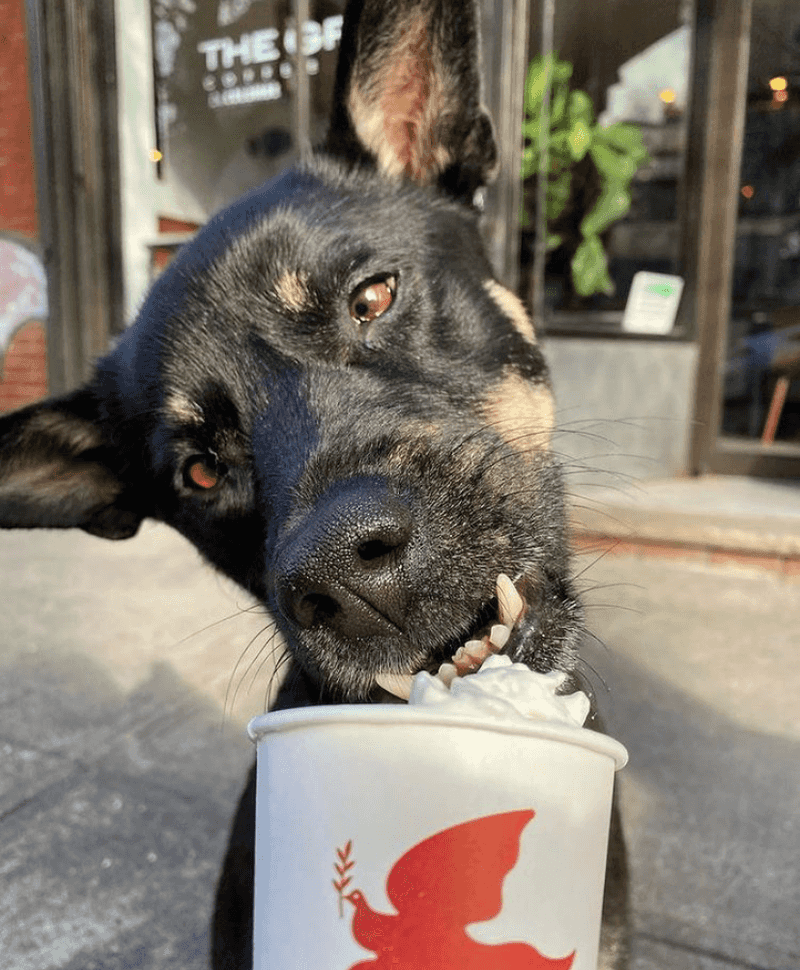 The Puppuccino That Started It All