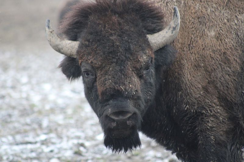 An Up-Close Encounter With Real American Bison